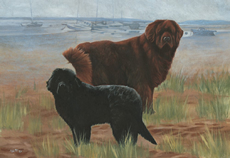 Newfoundland