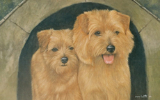 Norfolk Terrier