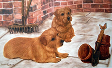 Norfolk Terrier