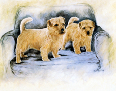 Norfolk Terrier