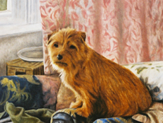 Norfolk Terrier