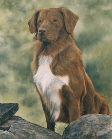 Nova Scotia Duck Tolling Retriever