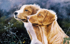 Nova Scotia Duck Tolling Retriever