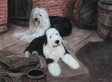 Old English Sheepdog