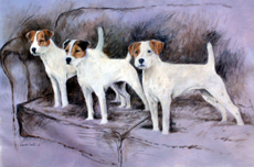 Parson Russell Terrier