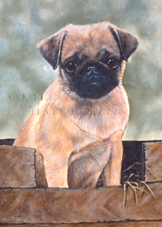 Pug 