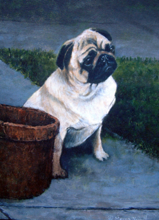 Pug 