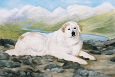 Pyrenean Mountain Dog