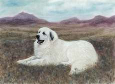 Pyrenean Mountain Dog