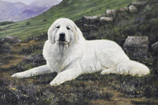 Pyrenean Mountain Dog