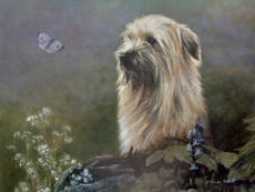 Pyrenean Sheepdog