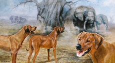 Rhodesian Ridgeback