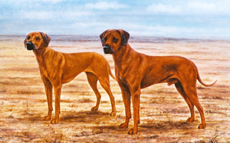 Rhodesian Ridgeback