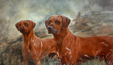 Rhodesian Ridgeback