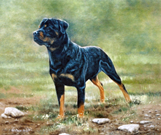 Rottweiler