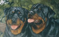 Rottweiler