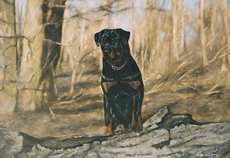 Rottweiler