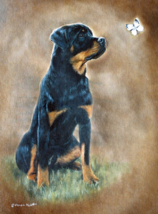 Rottweiler