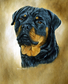 Rottweiler