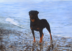 Rottweiler