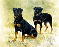 Rottweiler