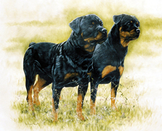 Rottweiler