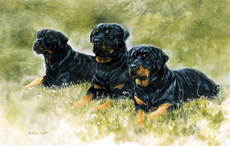 Rottweiler