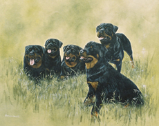 Rottweiler