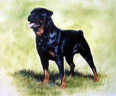 Rottweiler