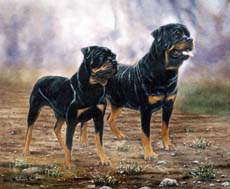 Rottweiler