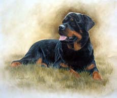 Rottweiler