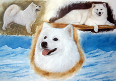 Samoyed