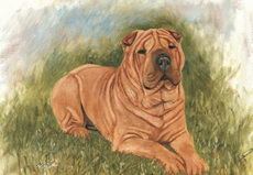 Sharpei 