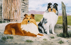 Shetland Sheepdog