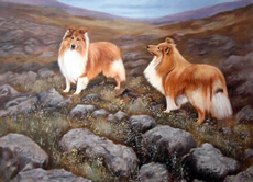 Shetland Sheepdog