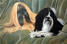 Shih Tzu