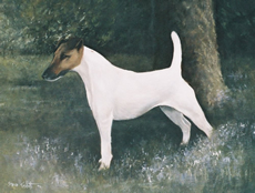 Smooth Fox Terrier