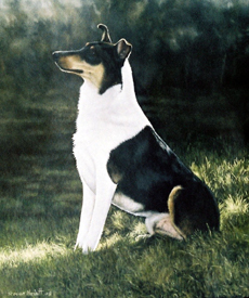 Smooth Collie