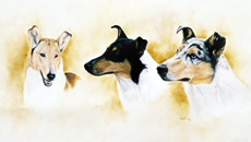 Smooth Collie