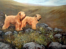 Soft Coated Wheaten Terrier