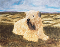 Soft Coated Wheaten Terrier