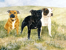 Staffordshire Bull Terrier