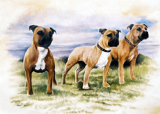 Staffordshire Bull Terrier