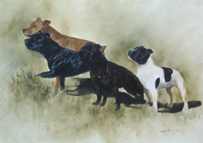 Staffordshire Bull Terrier