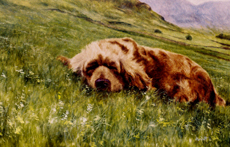 Sussex Spaniel