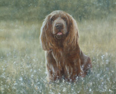 Sussex Spaniel