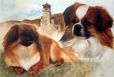 Tibetan Spaniel