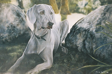 Weimaraner