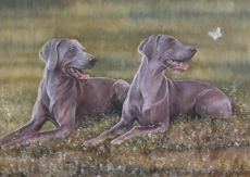 Weimaraner