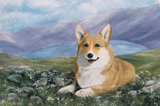 Welsh Corgi